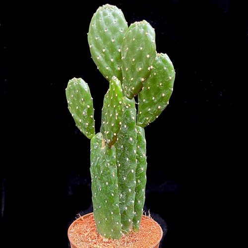 Opuntia rubescens roadkill - opuntia,