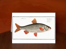 Roach (Cyprinus Rutilus) by