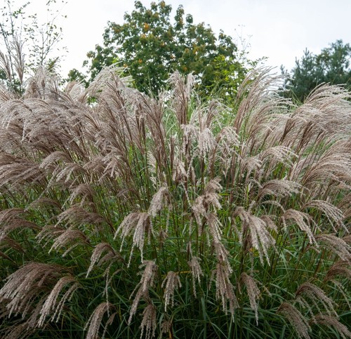 Miscanthus sinensis flamingo - sinensis, 'flamingo'