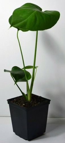 Monstera deliciosa swiss - monstera,