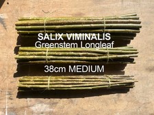 Willow cuttings 380mm x - cuttings, 20