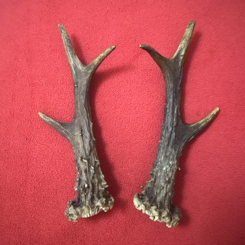 Pair roe deer antlers - of,