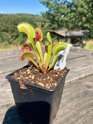 Bimbo venus fly trap - venus,