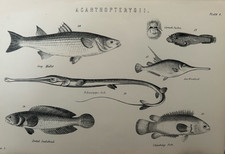 Antique Print c1870s Fish | Grey Mullet Snakehead Sucker Victorian Engraving