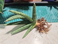 Snake Plant - Sansevieria