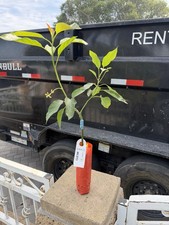 ***GRAFTED*** Flowering Gem