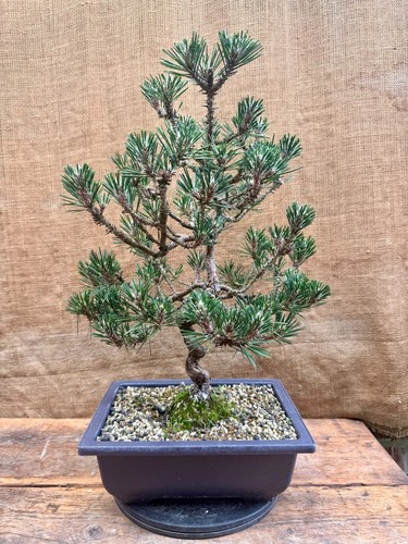 Japanese black pine - japanese, (kotobuki)
