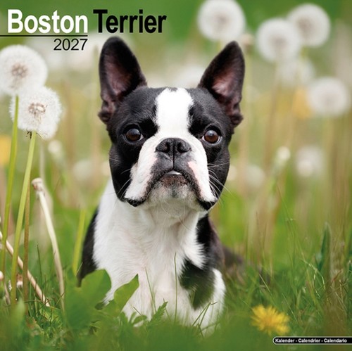Boston terrier - boston,