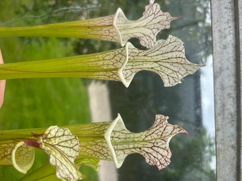 Sarracenia leucophylla - sarracenia,