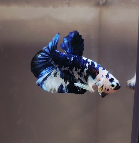 Wysiwyg live betta fish - wysiwyg-,