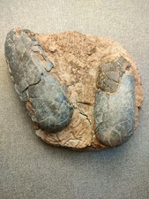 Dinosaur Eggs - Oviraptor's