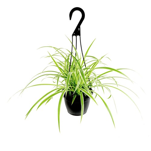 Live spider plant hanging - live,