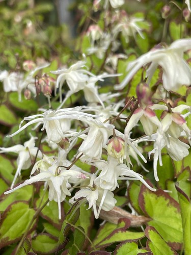Epimedium grand higoense - epimedium,