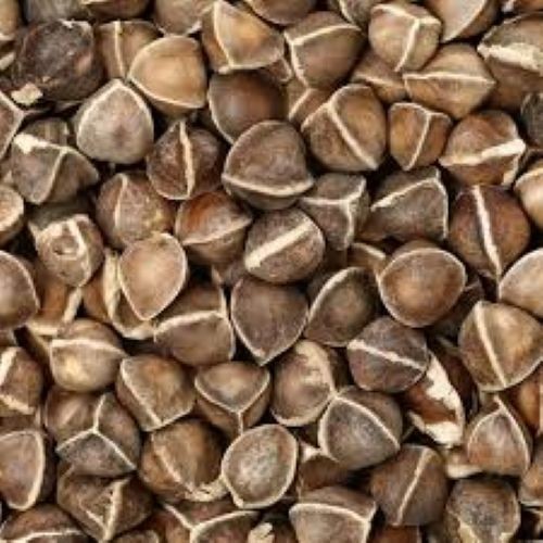 Moringa oleifera wingless - moringa,