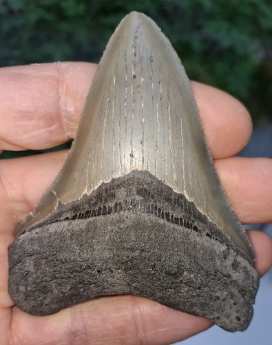 Megalodon tooth - , (serrated)