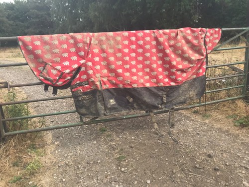 6ft 9in horse masters - 9in,