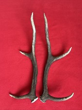PAIR OF RED DEER ANTLERS 436g.   aprox. 44cm.