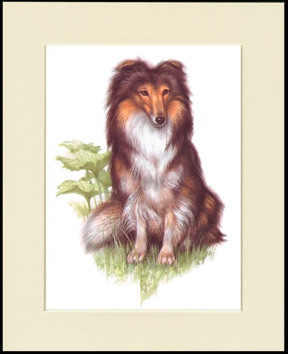 Shetland sheepdog sheltie - shetland,