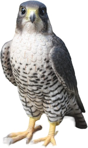 Vivid arts peregrine - vivid,