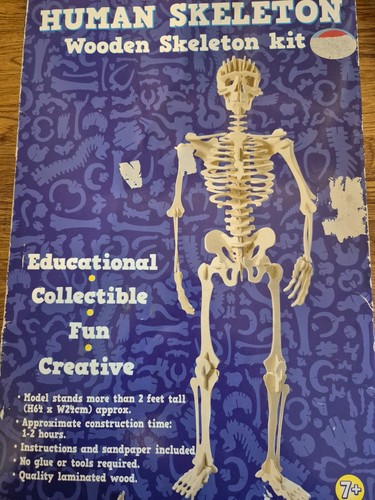 Skeleton anatomy model - model,