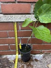 1x Fig tree plant fruit DallOsso White 1L