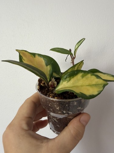 Hoya carnosa tricolour - carnosa,