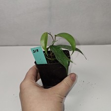 Ficus Benjamina Rooted Cutting Growing Plant Potted In nursery Pot