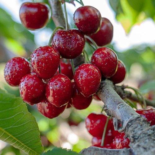 Sweet cherry hardy tree - cherry,