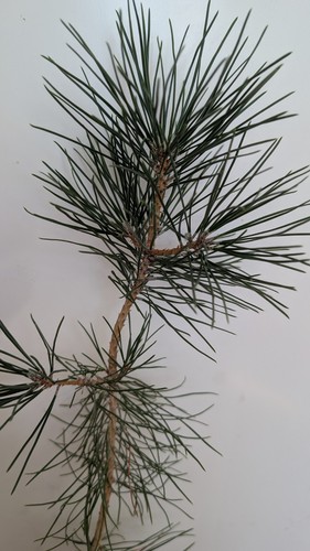 Japanese black pine - pine, pre-