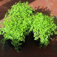 3x 7 CM POT SOLEIROLIA