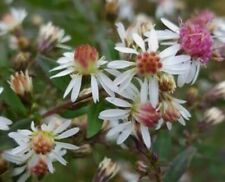 Aster lateriflorus 'Lady In Black'- 9cm pot single crown autumn- Lot of 3 plants