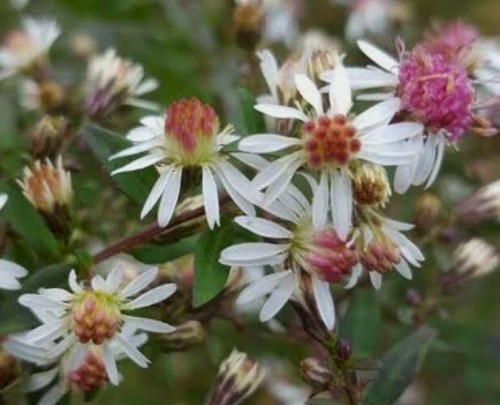 Aster lateriflorus lady - lateriflorus, 'lady