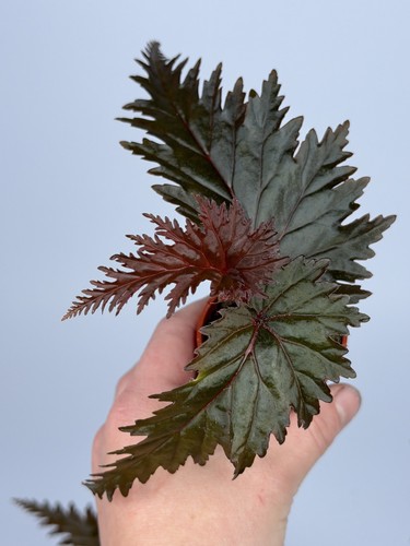 Begonia miri black plant - begonia,