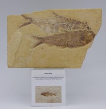 Pair of Fossil Knightia Fish
