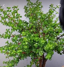 2 x cutting  Portulacaria Afra