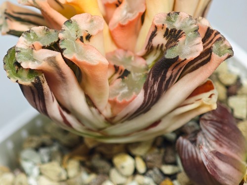 Haworthia truncata hokusai - haworthia,