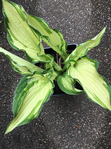 Hosta albopicta amazing - -,