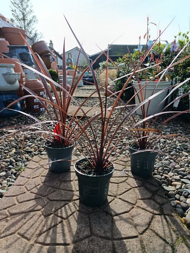 Red cordyline australis in - x,