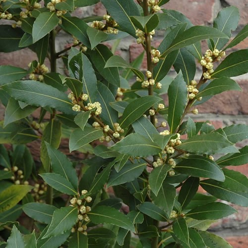 Laurus nobilis evergreen - x,