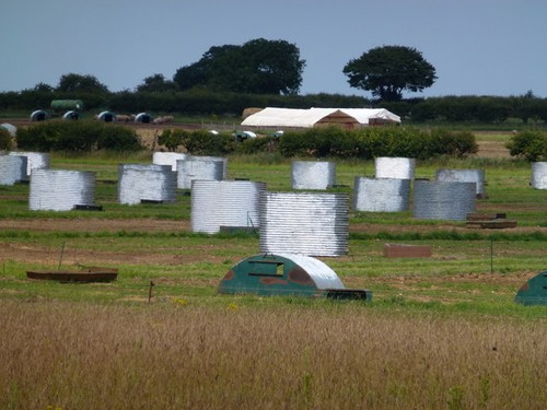 Photo pig arks standing on - photo,