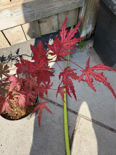 Acer palmatum uncle ghost rare - acer,