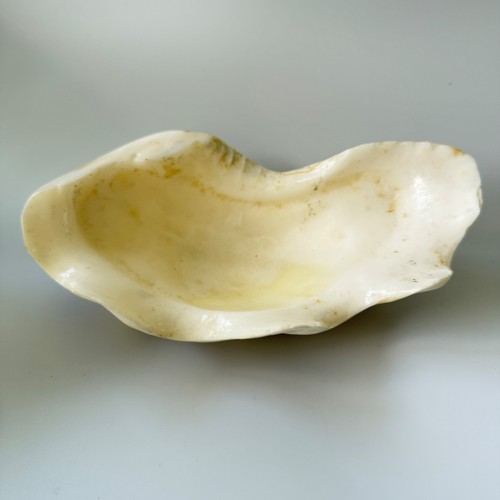 Stone clam shell - clam, decorative