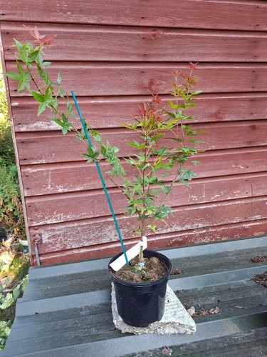 Acer palmatum corallinum - acer,