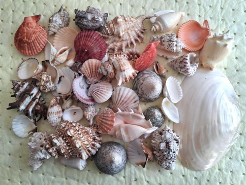 1kg mixed assorted natural sea - mixed/assorted,