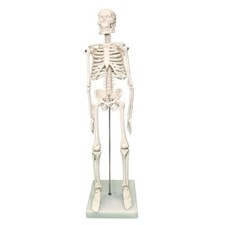 Mini Human Skeleton Model Human Body Skeleton Perfect for Anatomy Classes 42cm