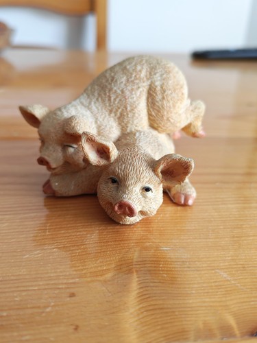 Two pigs laying - laying, on