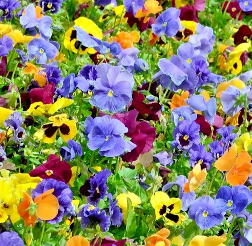 350x viola cornuta bambini - cornuta, mix