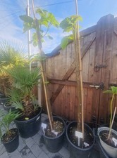 paulownia Tormensota Empress Fox glove tree. Tropical garden Plants. 