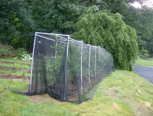 Deluxe net x100 - deluxe, 20'x100'