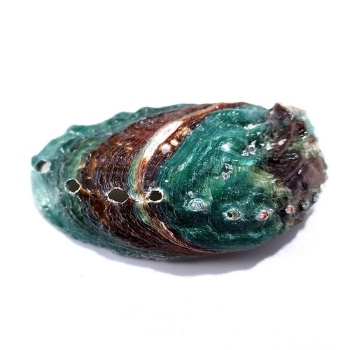 2pcs abalone green haliotis - abalone,